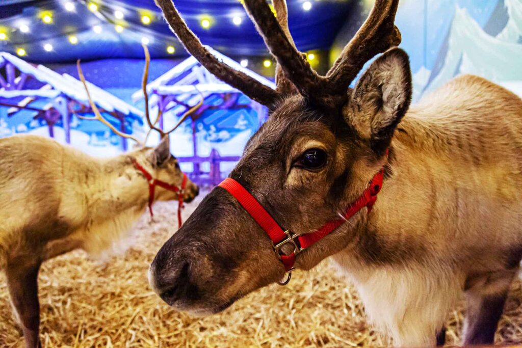elf town galway dublin live reindeer